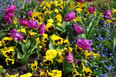 Renkli bahar çiçekleri arka planı