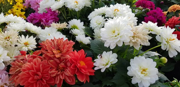 Mooie Kleurrijke Lente Bloemen Achtergrond — Stockfoto