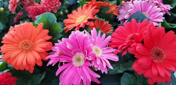 Ładne Kolorowe Wiosenne Kwiaty Tło — Zdjęcie stockowe