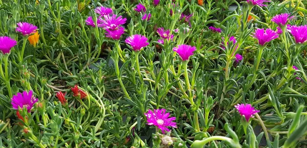 Nice Colorful Spring Flowers Background — Stock Photo, Image