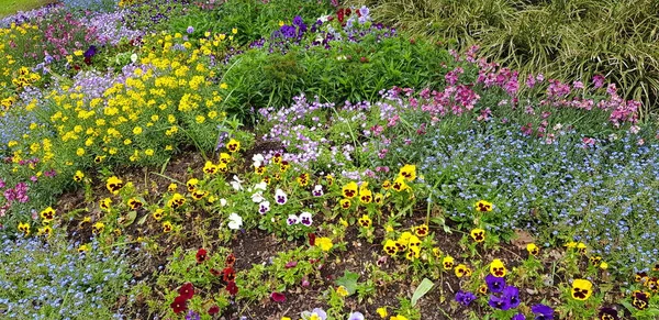 Nice Colorful Spring Flowers Background — Stock Photo, Image