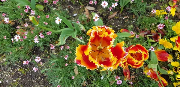 Nice Colorful Spring Flowers Background — Stock Photo, Image