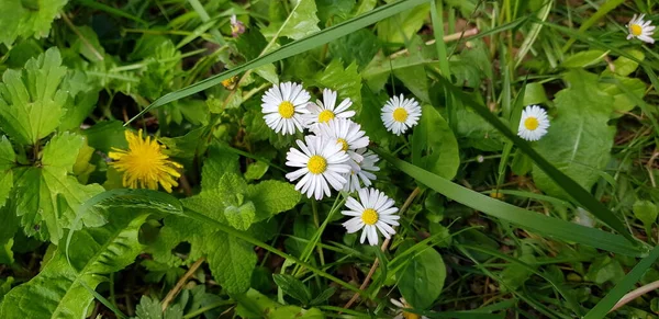 Mooie Kleurrijke Lente Bloemen Achtergrond — Stockfoto