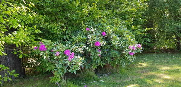 Mooie Kleurrijke Lente Bloemen Achtergrond — Stockfoto