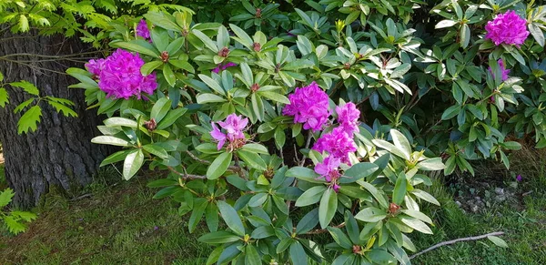 Mooie Kleurrijke Lente Bloemen Achtergrond — Stockfoto