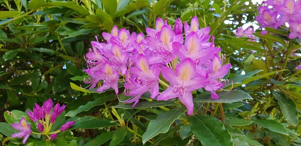 Agradável Colorido Primavera Flores Fundo — Fotografia de Stock