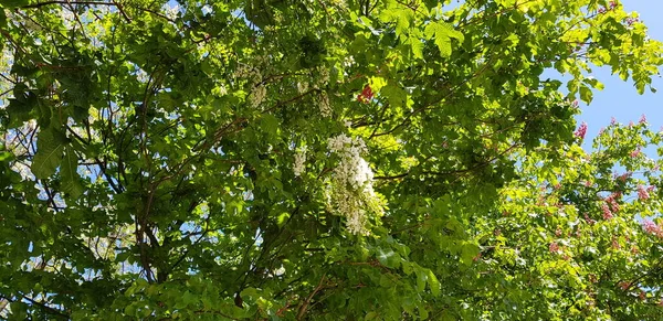 Mooie Kleurrijke Lente Bloemen Achtergrond — Stockfoto