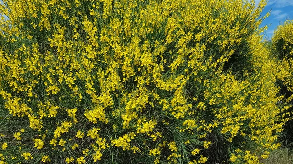 Vacker Färgglada Våren Blommor Bakgrund — Stockfoto