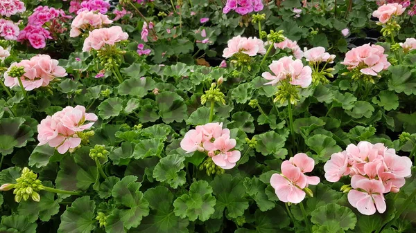 Mooie Kleurrijke Lente Bloemen Achtergrond — Stockfoto