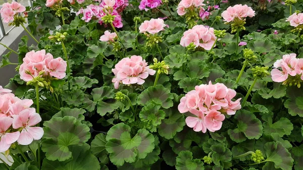 Mooie Kleurrijke Lente Bloemen Achtergrond — Stockfoto