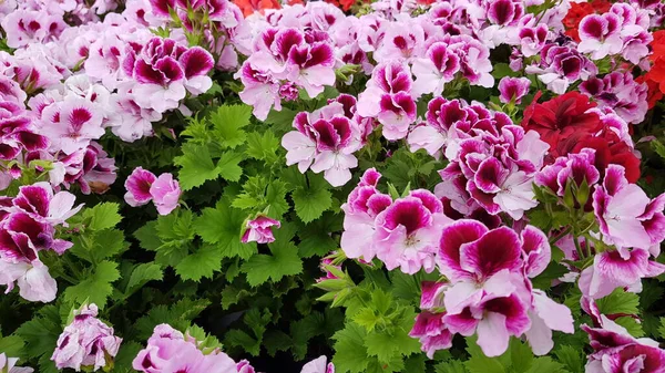 Bonito Colorido Flores Primavera Fondo —  Fotos de Stock