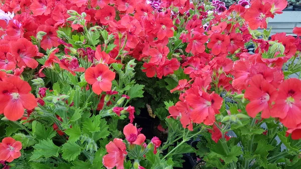 Schöne Bunte Frühlingsblumen Hintergrund — Stockfoto