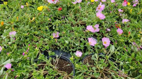 Mooie Kleurrijke Lente Bloemen Achtergrond — Stockfoto