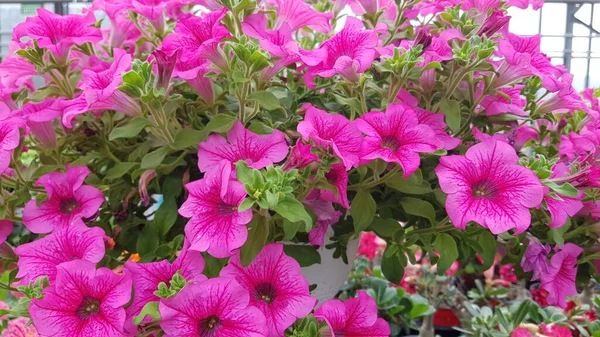Vacker Färgglada Våren Blommor Bakgrund — Stockfoto