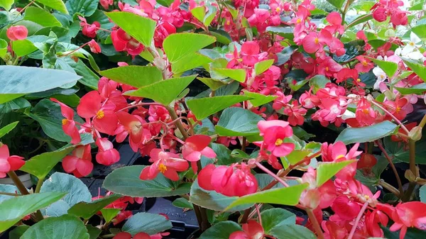 Renkli Bahar Çiçekleri Arka Planı — Stok fotoğraf
