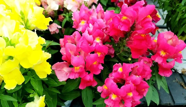 色とりどりの春の花を背景に — ストック写真
