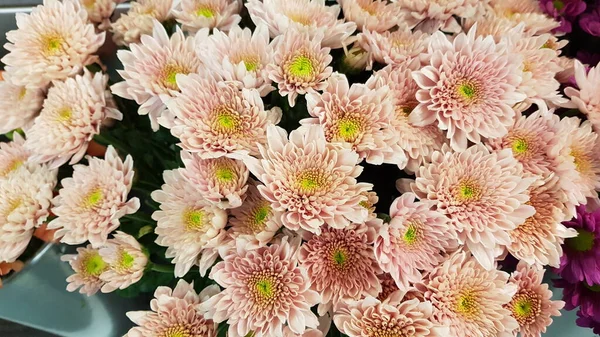 Agradável Colorido Primavera Flores Fundo — Fotografia de Stock