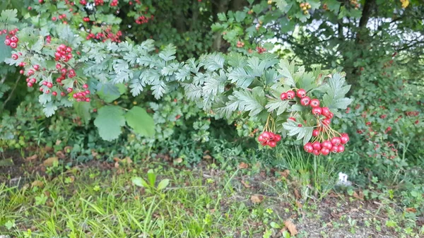 Schöne Bunte Frühlingsblumen Hintergrund — Stockfoto