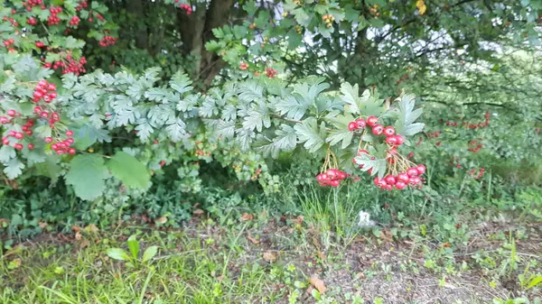 Schöne Bunte Frühlingsblumen Hintergrund — Stockfoto