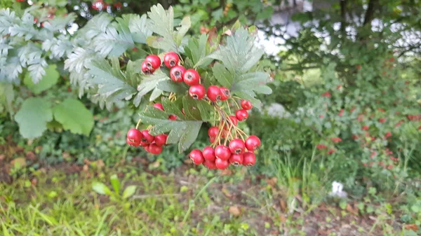 美丽多彩的春花背景 — 图库照片