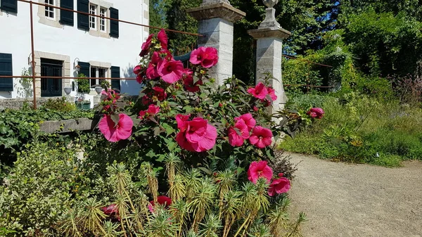 Vacker Färgglada Våren Blommor Bakgrund — Stockfoto