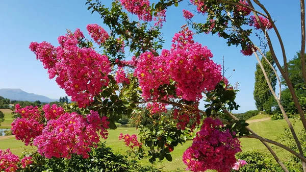 Agradável Colorido Primavera Flores Fundo — Fotografia de Stock