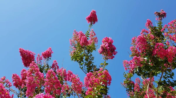 Agradável Colorido Primavera Flores Fundo — Fotografia de Stock