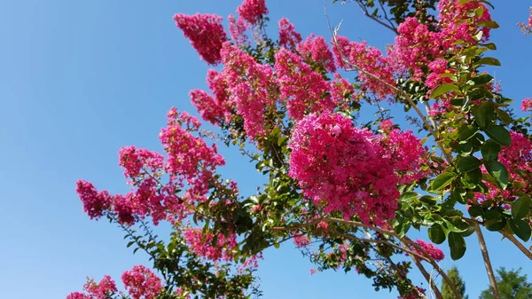 Renkli Bahar Çiçekleri Arka Planı — Stok fotoğraf