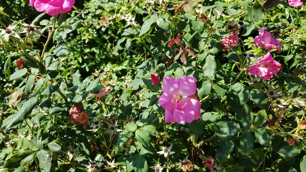 Mooie Kleurrijke Lente Bloemen Achtergrond — Stockfoto