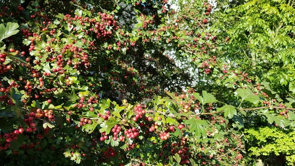 Красивий Барвистий Весняний Фон Квітами — стокове фото