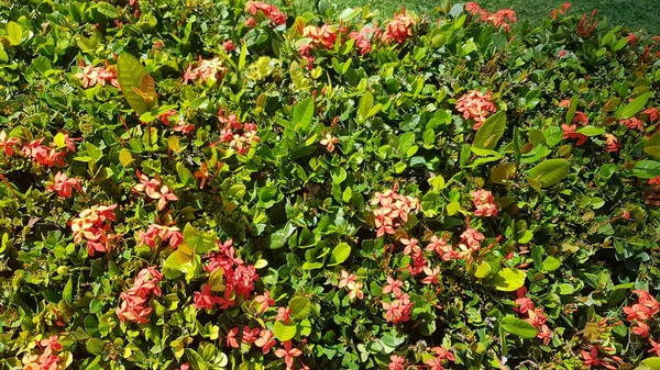 Vacker Färgglada Våren Blommor Bakgrund — Stockfoto
