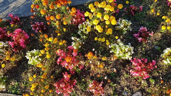 Красивые Красочные Весенние Цветы Фон — стоковое фото