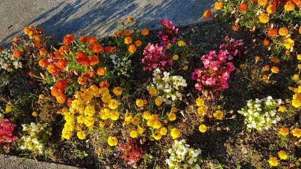 Bonito Colorido Flores Primavera Fondo — Foto de Stock