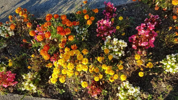 Bonito Colorido Flores Primavera Fondo — Foto de Stock