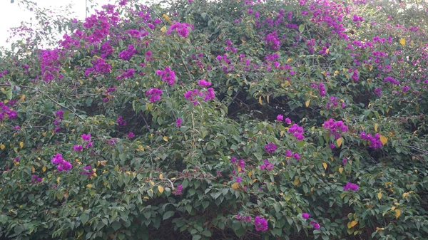 Mooie Kleurrijke Lente Bloemen Achtergrond — Stockfoto