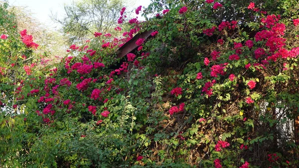 Bello Colorato Primavera Fiori Sfondo — Foto Stock