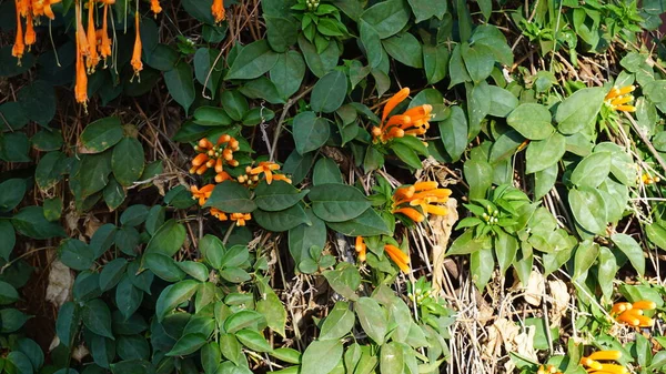 Schöne Bunte Frühlingsblumen Hintergrund — Stockfoto