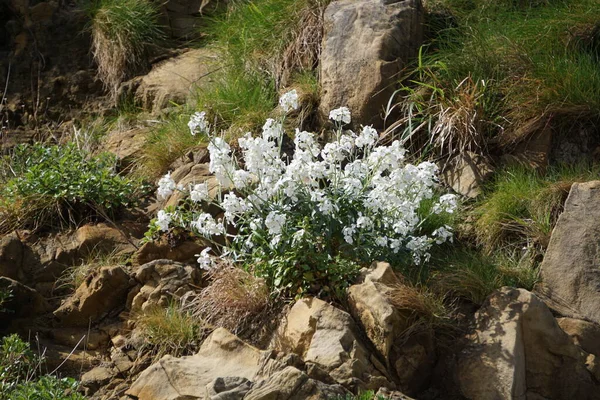 美丽多彩的春花背景 — 图库照片