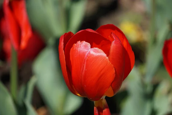 Nice Colorful Spring Flowers Background — Stock Photo, Image