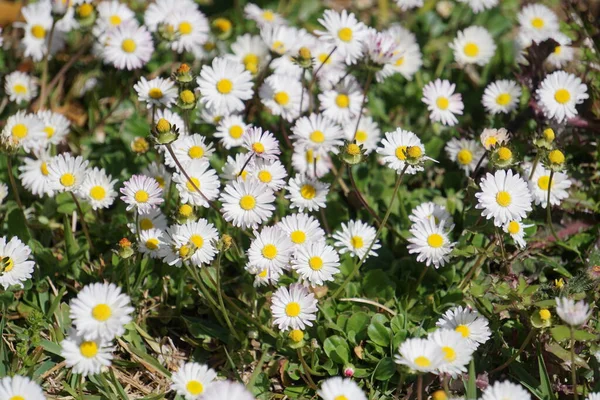 Szép Színes Tavaszi Virágok Háttér — Stock Fotó