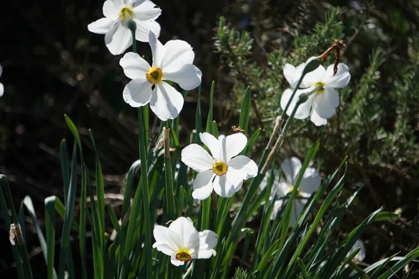 Schöne Bunte Frühlingsblumen Hintergrund — Stockfoto