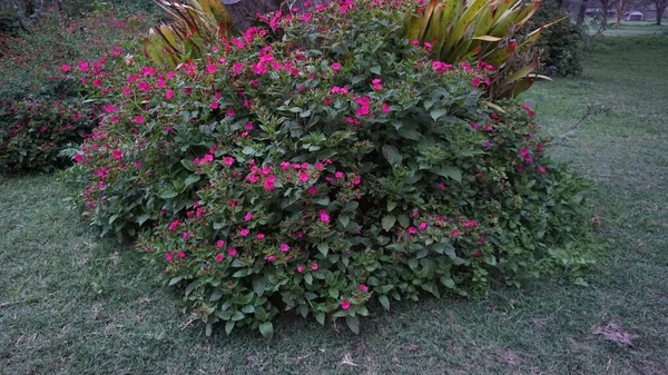 Bonito Colorido Flores Primavera Fondo — Foto de Stock