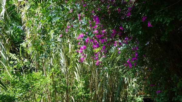 Vacker Färgglada Våren Blommor Bakgrund — Stockfoto