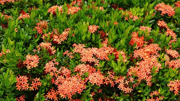 Vacker Färgglada Våren Blommor Bakgrund — Stockfoto