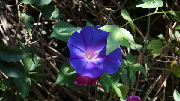 Bonito Colorido Flores Primavera Fondo — Foto de Stock