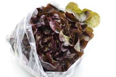 beyaz arkaplanda mor marul