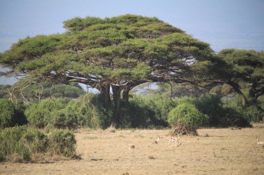Kenya Afrika 'daki Amboseli Ulusal Parkı manzarası. Doğa ve hayvanlar