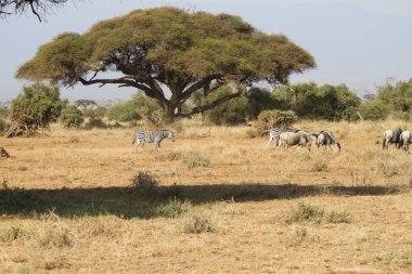 Kenya Afrika 'daki Amboseli Ulusal Parkı manzarası. Doğa ve hayvanlar