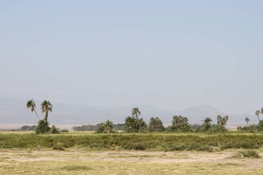 Kenya Afrika 'daki Amboseli Ulusal Parkı manzarası. Doğa ve hayvanlar