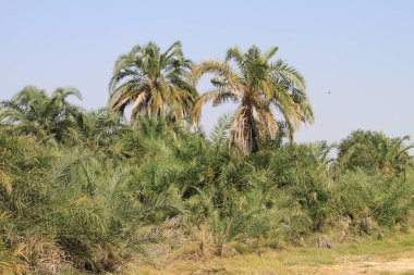 Kenya Afrika 'daki Amboseli Ulusal Parkı manzarası. Doğa ve hayvanlar